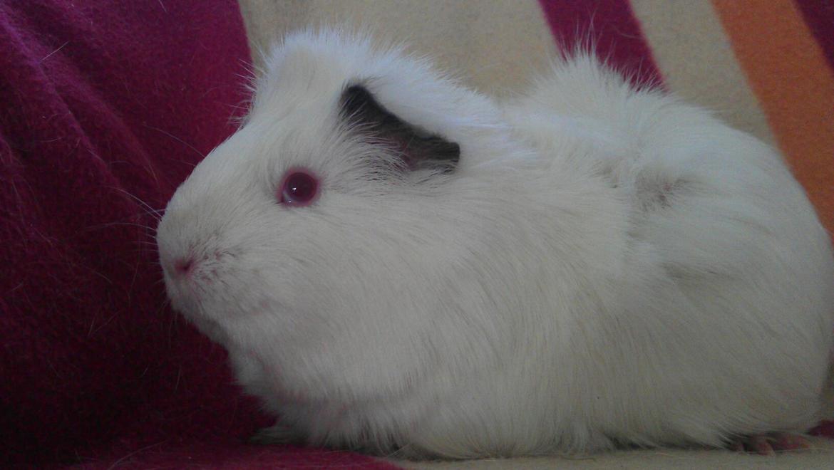 Marsvin Snebold billede 5