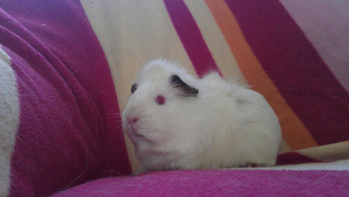 Marsvin Snebold billede 6