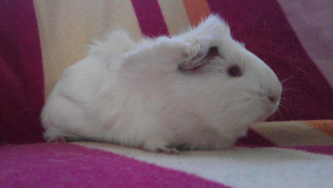 Marsvin Snebold billede 7