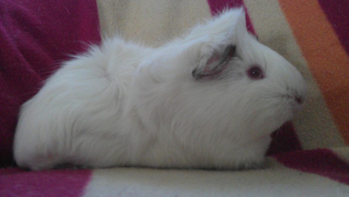 Marsvin Snebold billede 8