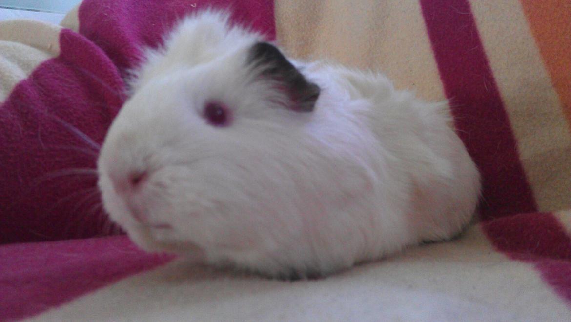 Marsvin Snebold billede 9