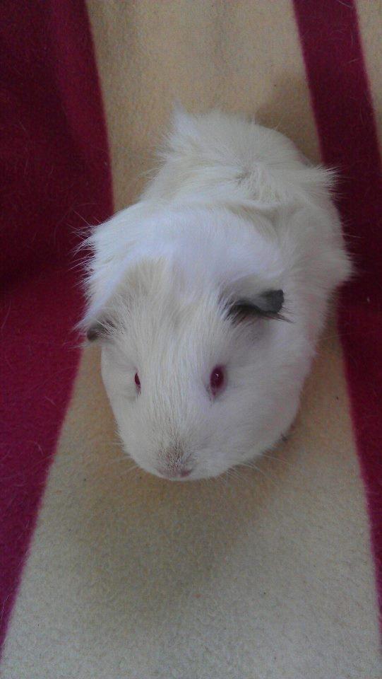 Marsvin Snebold billede 10