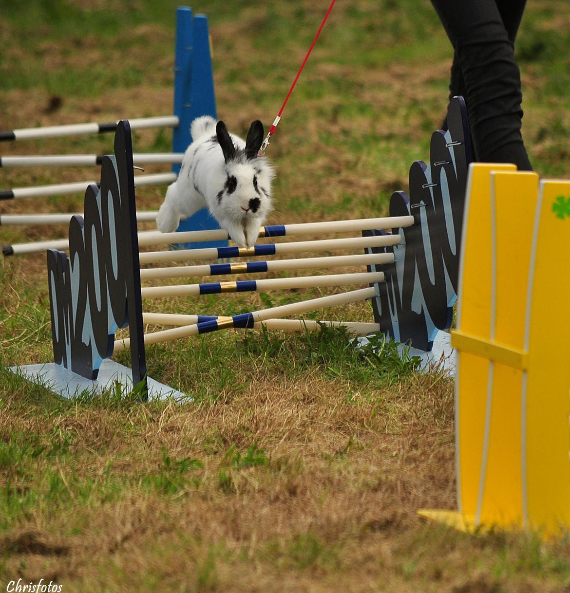 Kanin Jokers Malibue billede 6