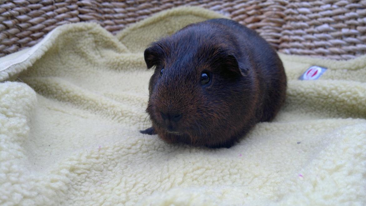 Marsvin Flames obi billede 1