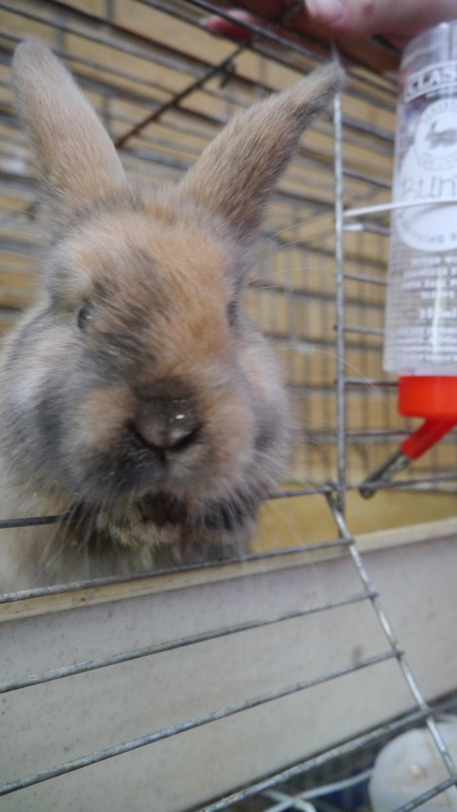 Kanin Stjernen´s Themba!<3 - Se mor, jeg har savsmuld på næsen!:`) billede 12