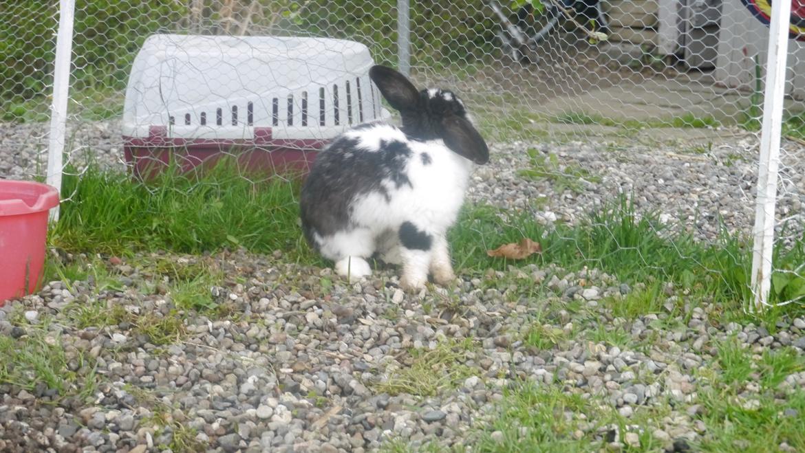 Kanin Stjernen´s Baby!<3 - Baby!<3 jeg elsker dig! du betyeder mere en jeg nogensinde kan beskrive!<3:-* billede 2