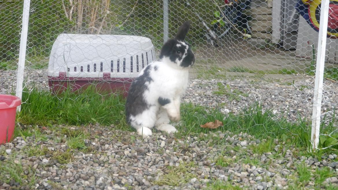 Kanin Stjernen´s Baby!<3 - årh Baby!<3 :I billede 1