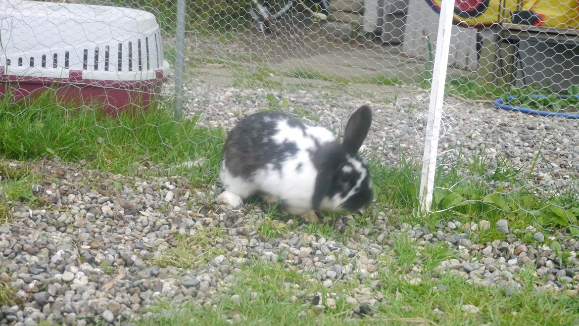 Kanin Stjernen´s Baby!<3 - du for dejlig Baby!<3:-* billede 17