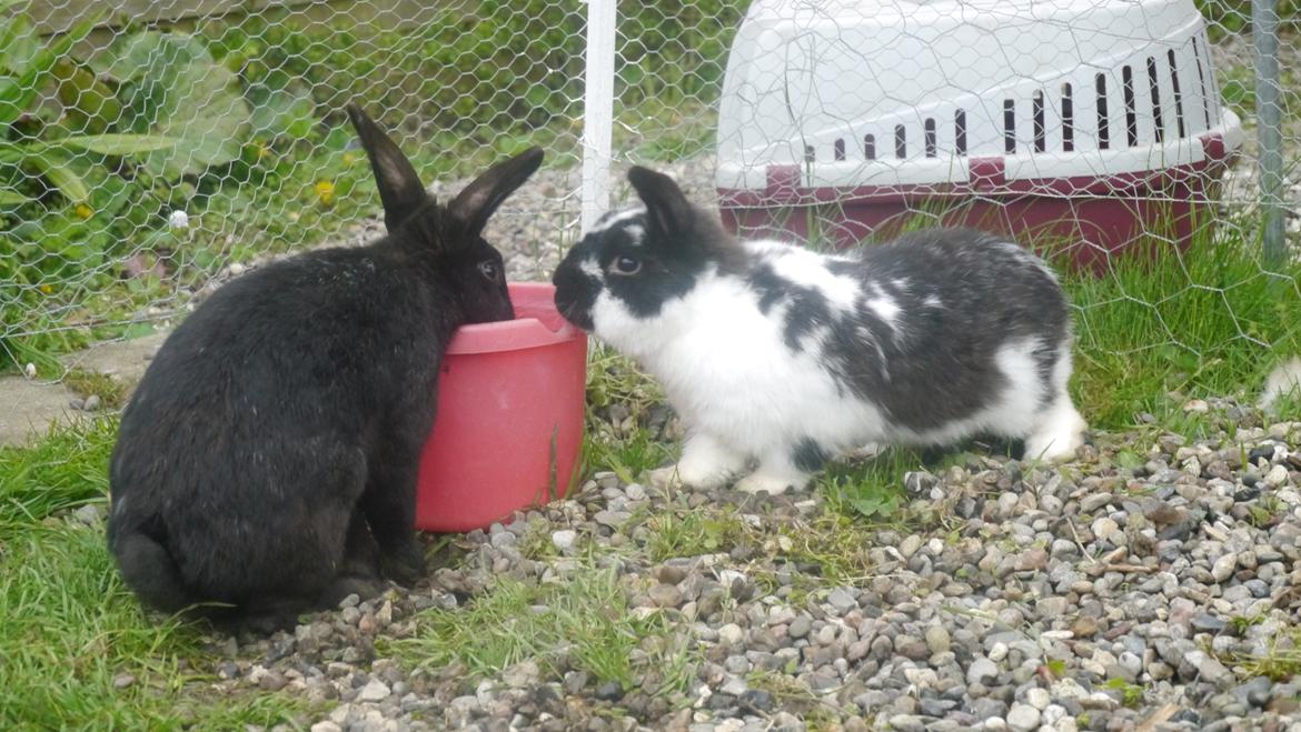 Kanin Stjernen´s Baby!<3 - Baby kan godt li´ Maximo!<3 :D billede 18