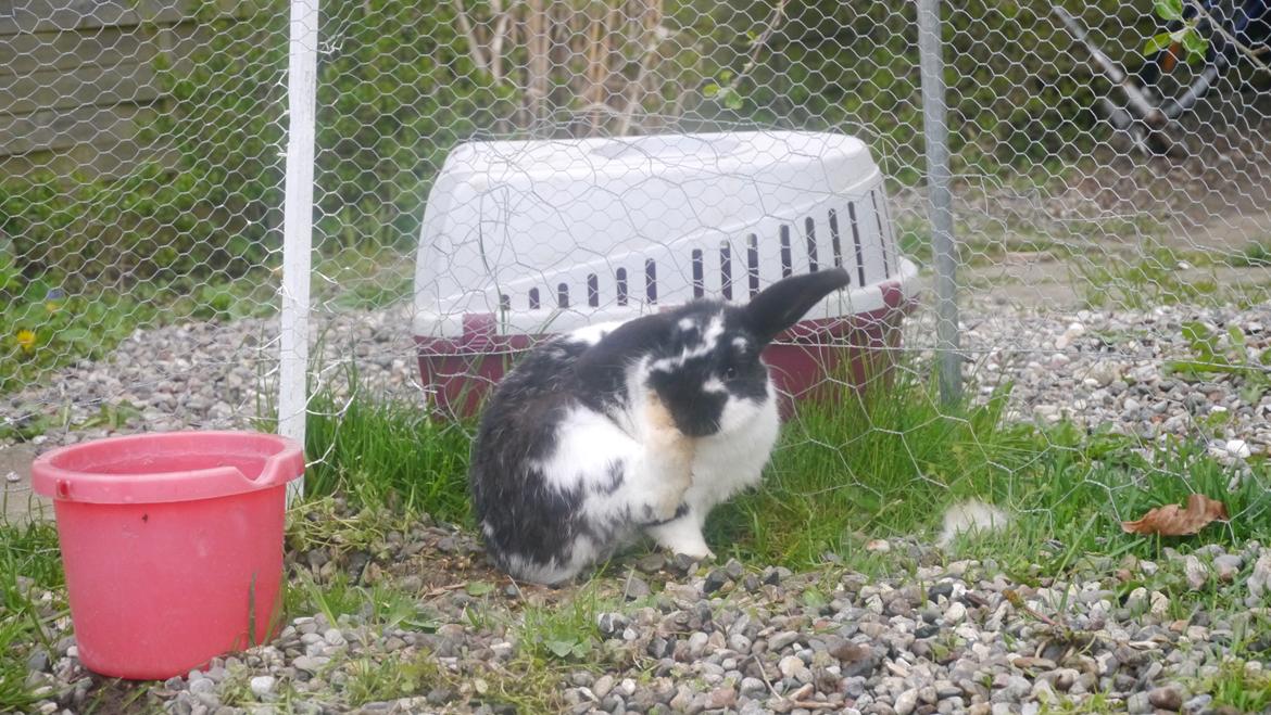 Kanin Stjernen´s Baby!<3 - Baby er blevet beskidt!<3:-* billede 19