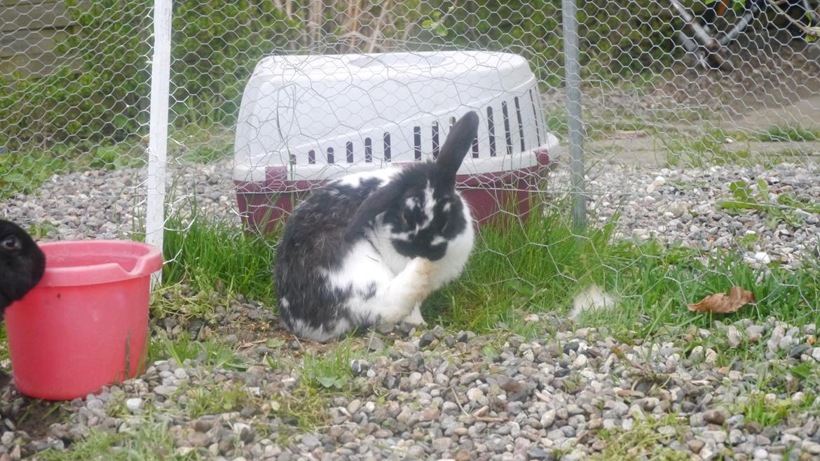 Kanin Stjernen´s Baby!<3 - ihh Bebz! I<3U! billede 20