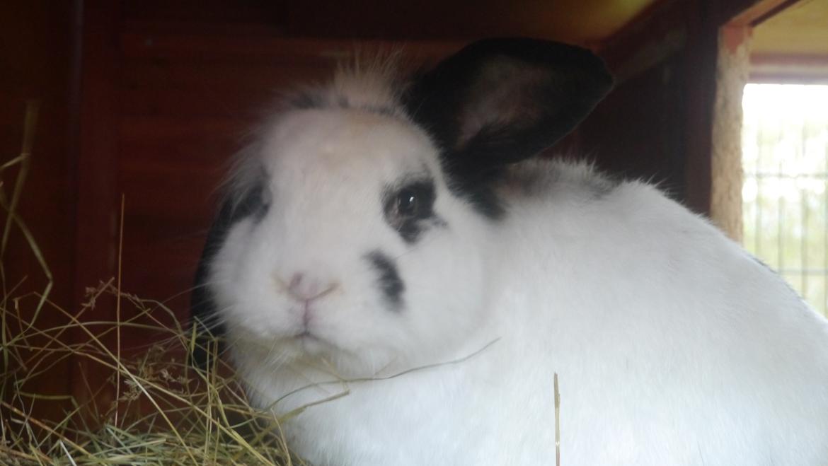 Kanin Stjernen´s Plet!<3 VERDENS BEDSTE! <3 - ihh plettemand!<3 billede 6