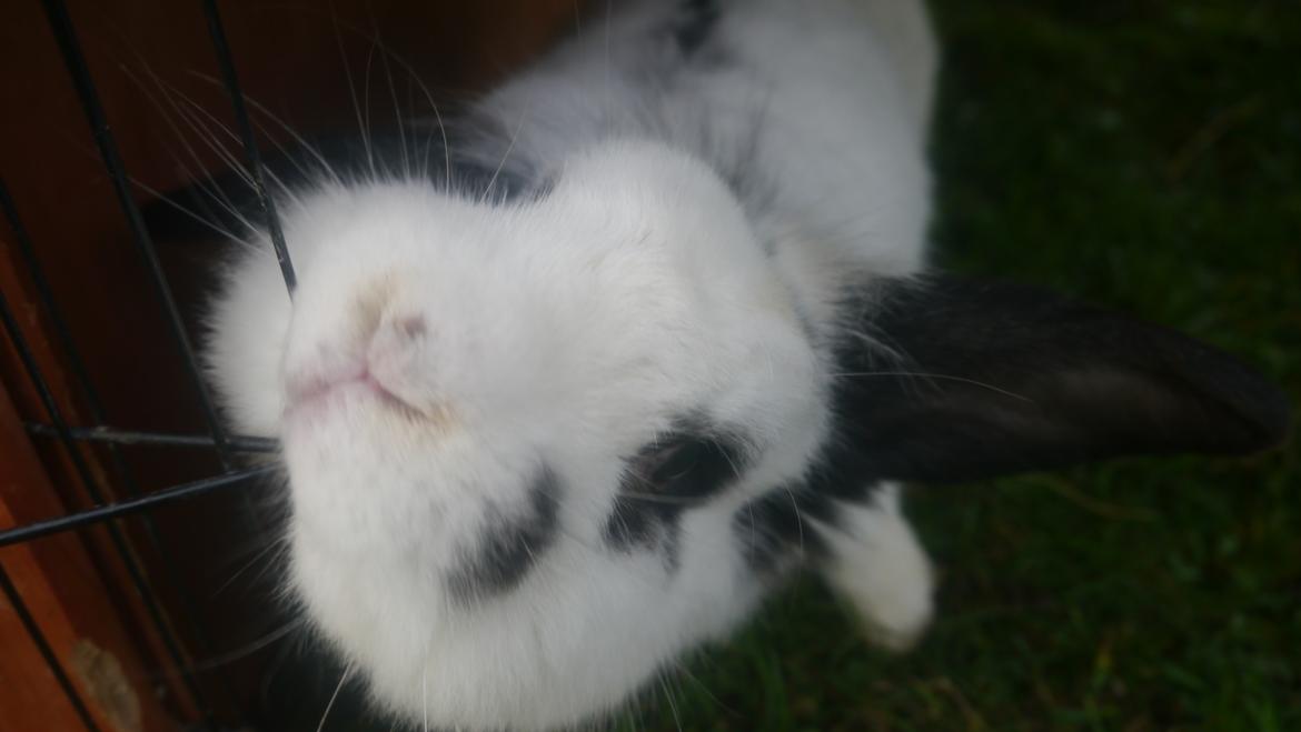 Kanin Stjernen´s Plet!<3 VERDENS BEDSTE! <3 - hehe hagen klør :D <3 billede 12