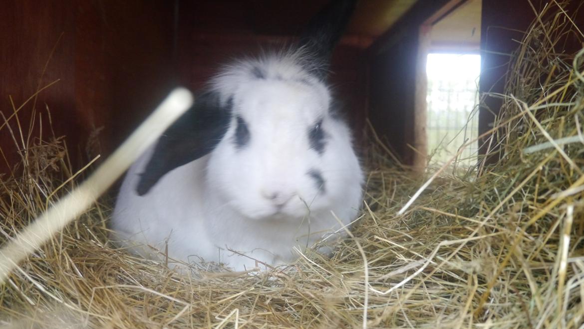 Kanin Stjernen´s Plet!<3 VERDENS BEDSTE! <3 - iloveyou!<3:-* billede 13