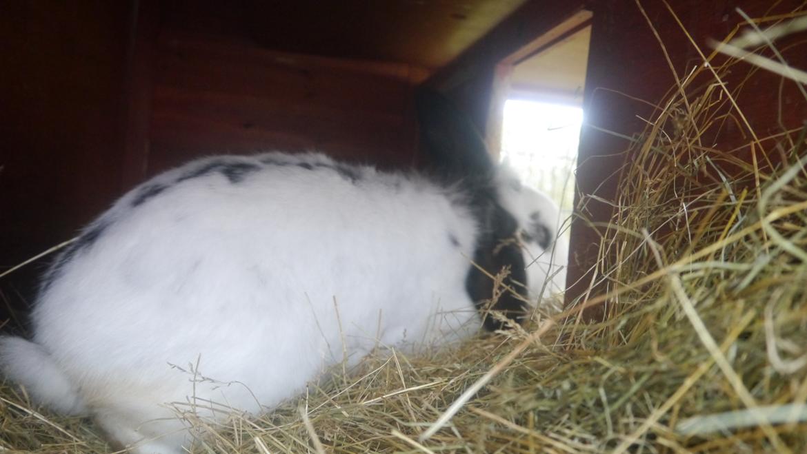 Kanin Stjernen´s Plet!<3 VERDENS BEDSTE! <3 - Plet stikker af fra kameraet<3 :-* billede 14