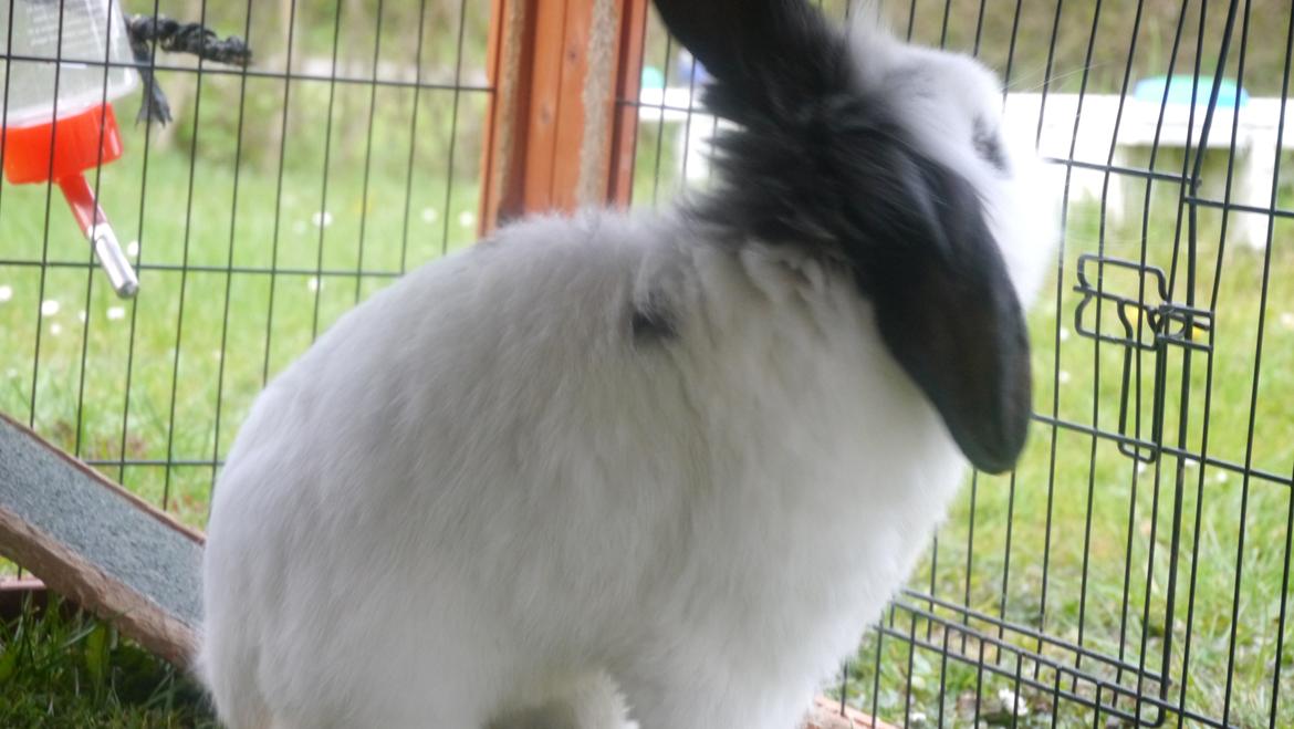 Kanin Stjernen´s Plet!<3 VERDENS BEDSTE! <3 - årh pletter! du for dejlig!<3 billede 15