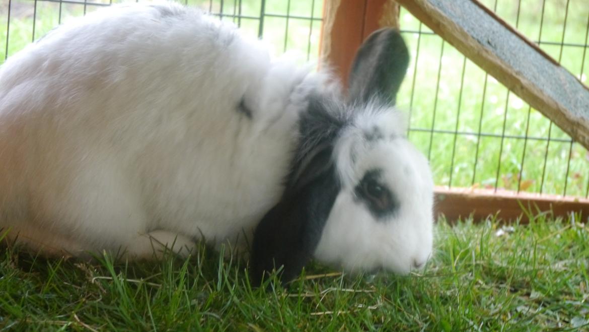 Kanin Stjernen´s Plet!<3 VERDENS BEDSTE! <3 - Plet på græs!<3:-*
 billede 16