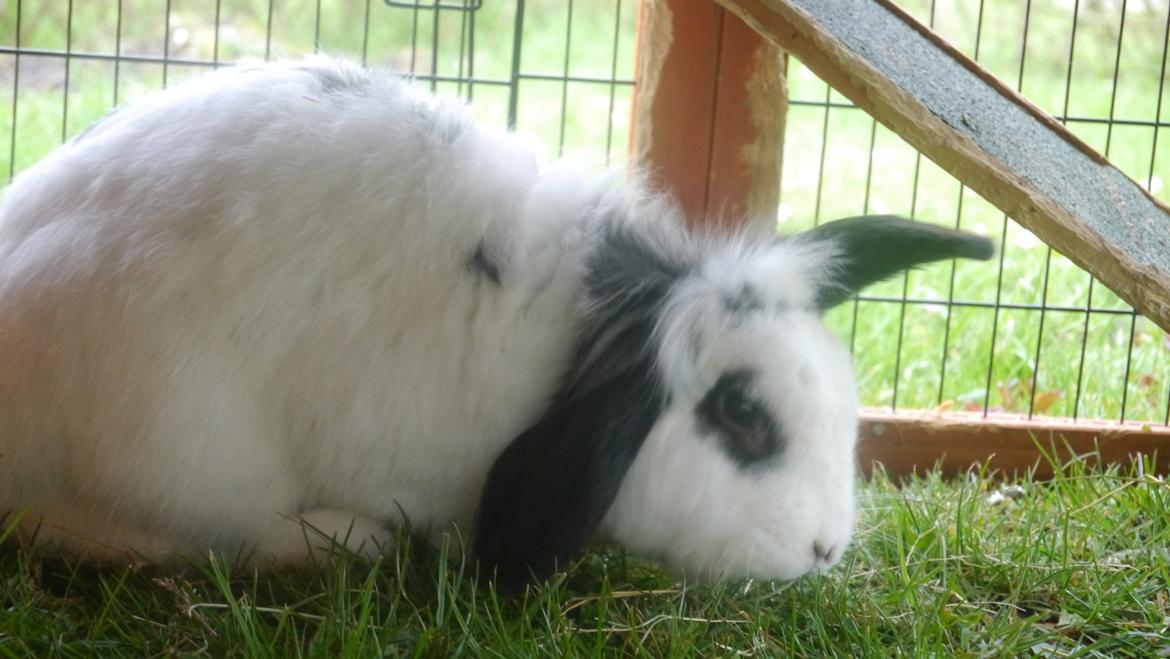 Kanin Stjernen´s Plet!<3 VERDENS BEDSTE! <3 - Plet hygger sig på græset <3 :-* billede 17