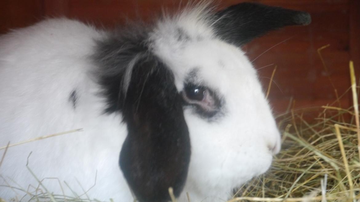 Kanin Stjernen´s Plet!<3 VERDENS BEDSTE! <3 - min smukke Plet!<3 :-* billede 18