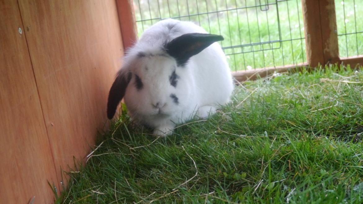 Kanin Stjernen´s Plet!<3 VERDENS BEDSTE! <3 - du er for herlig dreng!<3 :-* billede 19