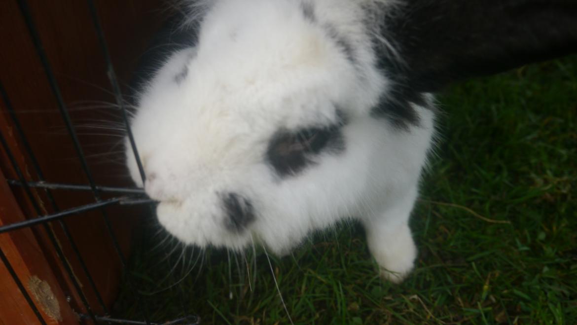 Kanin Stjernen´s Plet!<3 VERDENS BEDSTE! <3 - årh! :`)<3 billede 20