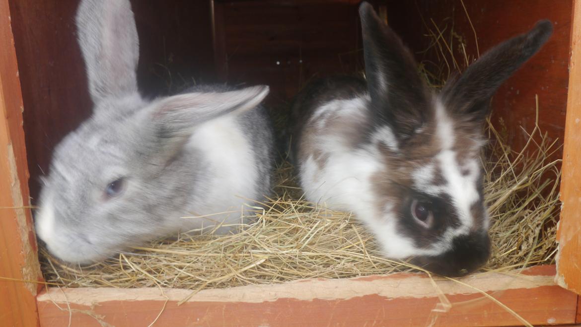 Kanin Stjernen´s Adidas!<3 - Tickari & Adidas<3 billede 16