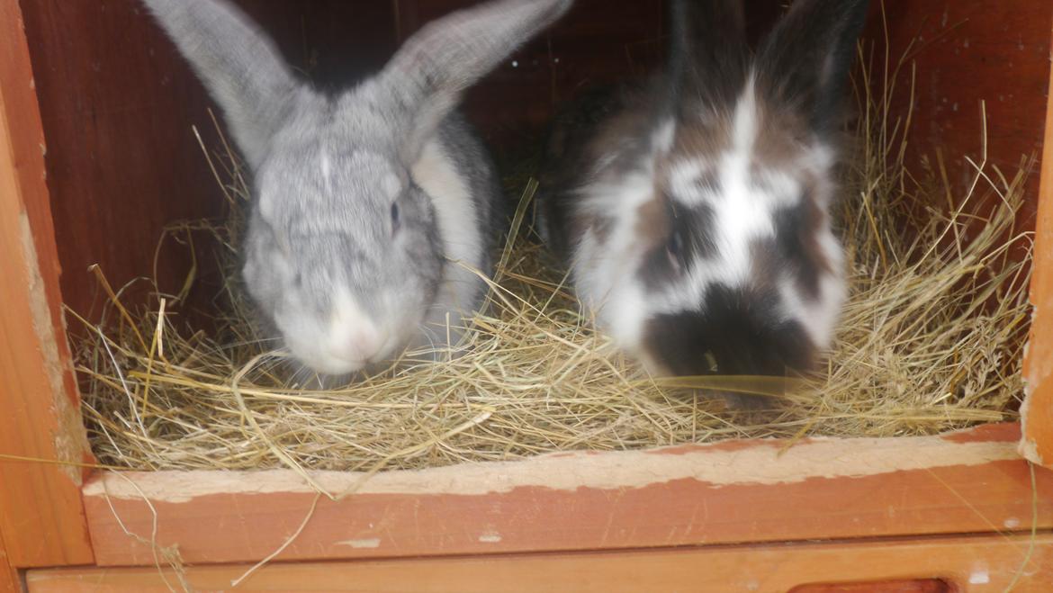 Kanin Stjernen´s Adidas!<3 - Adidas & Tickari<3 billede 17
