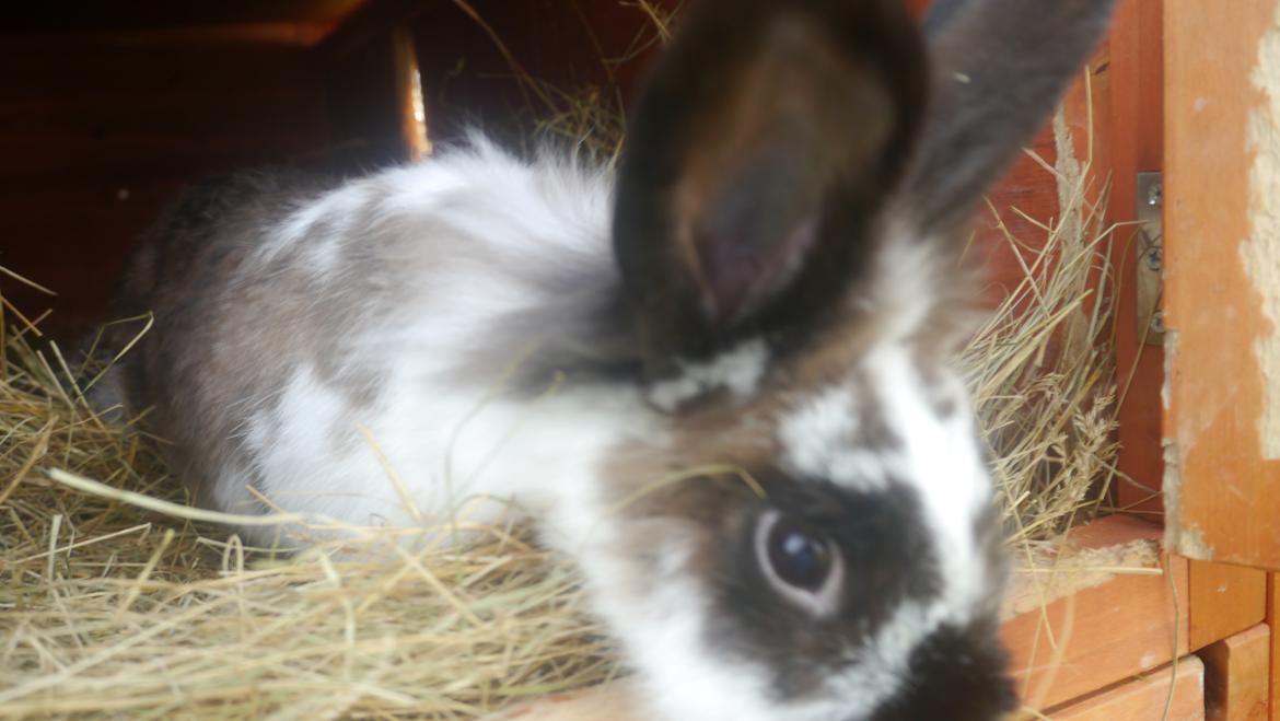 Kanin Stjernen´s Adidas!<3 - min dejlige dame <3 :-* billede 19