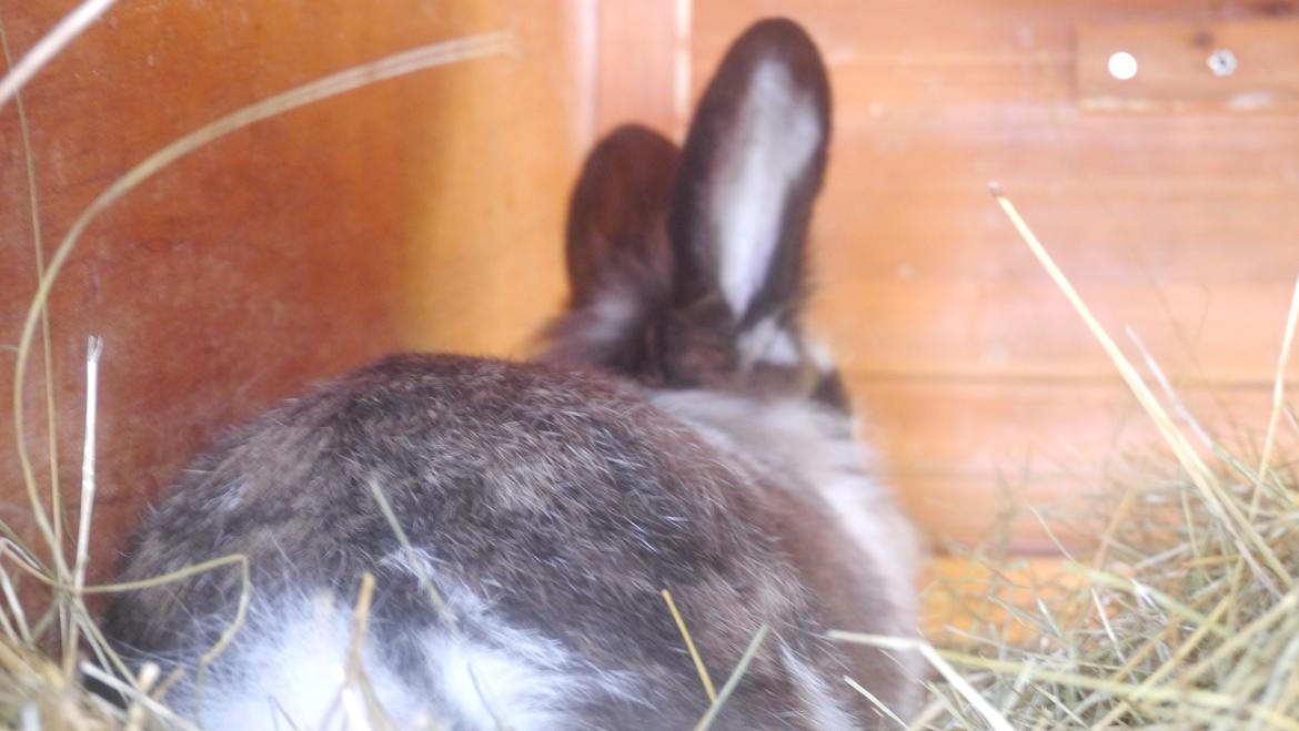 Kanin Stjernen´s Adidas!<3 - du er ubeskrivelig Adidas!<3 billede 22