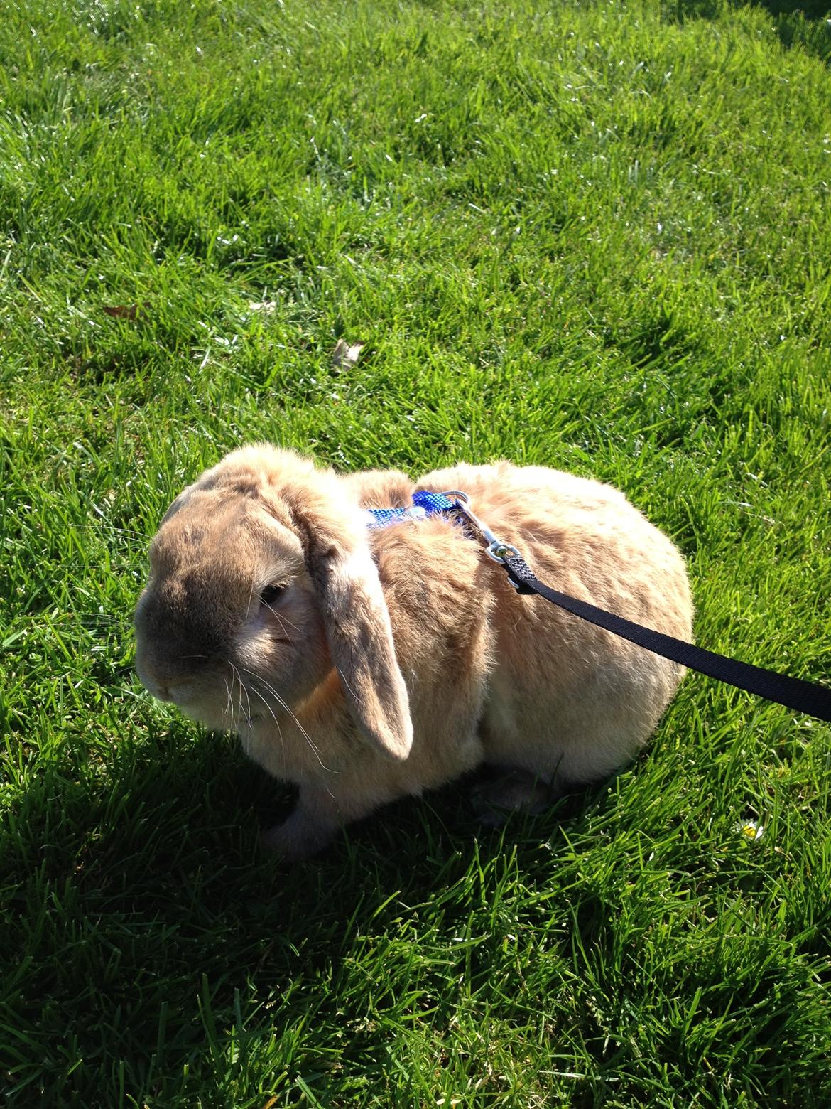 Kanin Buster - Buster i snor :-) 2012 billede 11