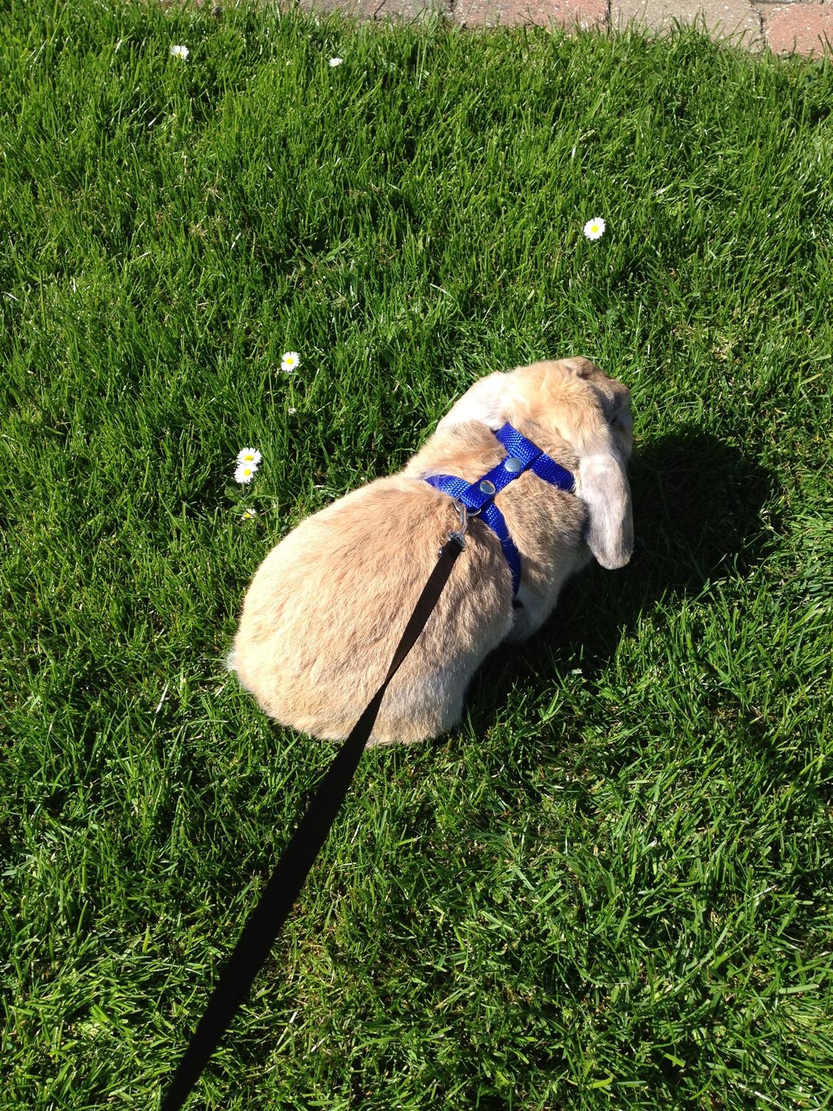 Kanin Buster billede 12