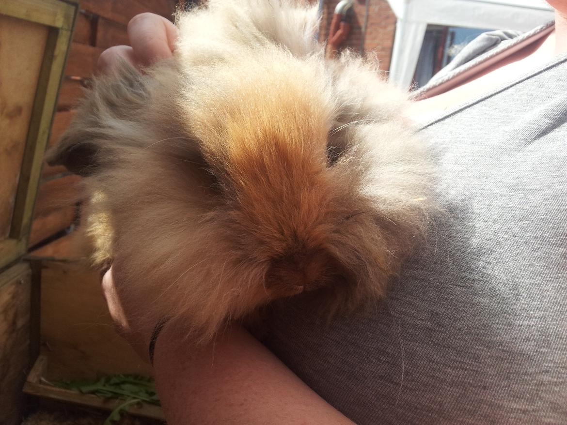 Kanin Idefix billede 1