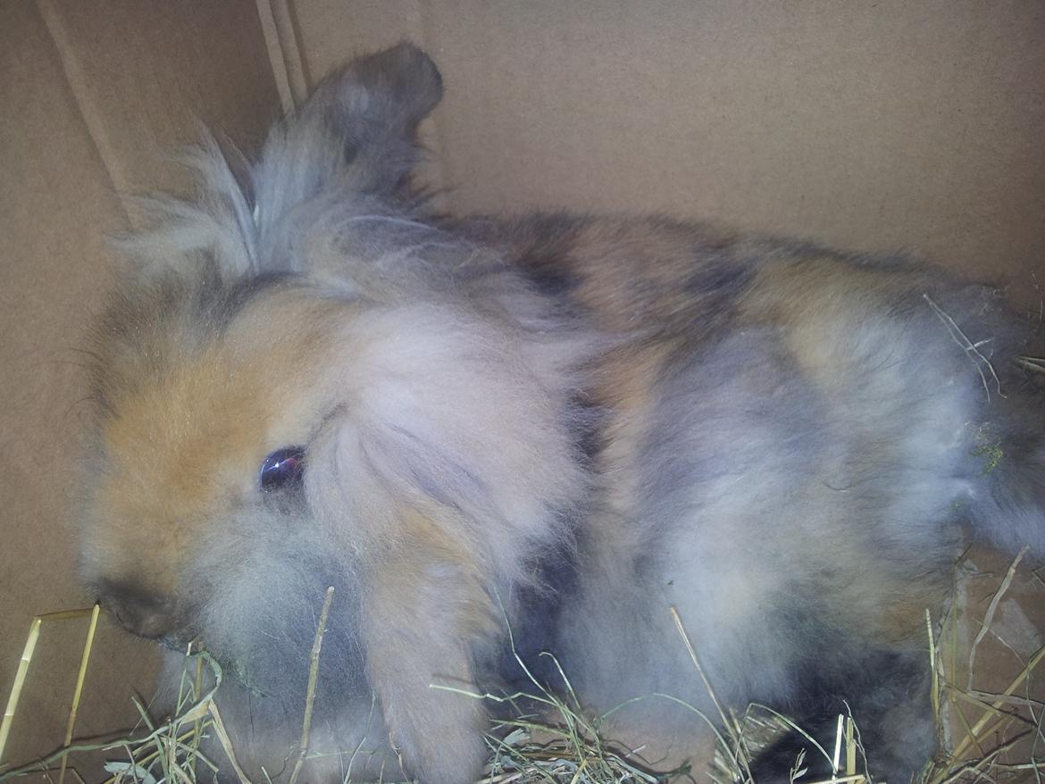 Kanin Idefix billede 2