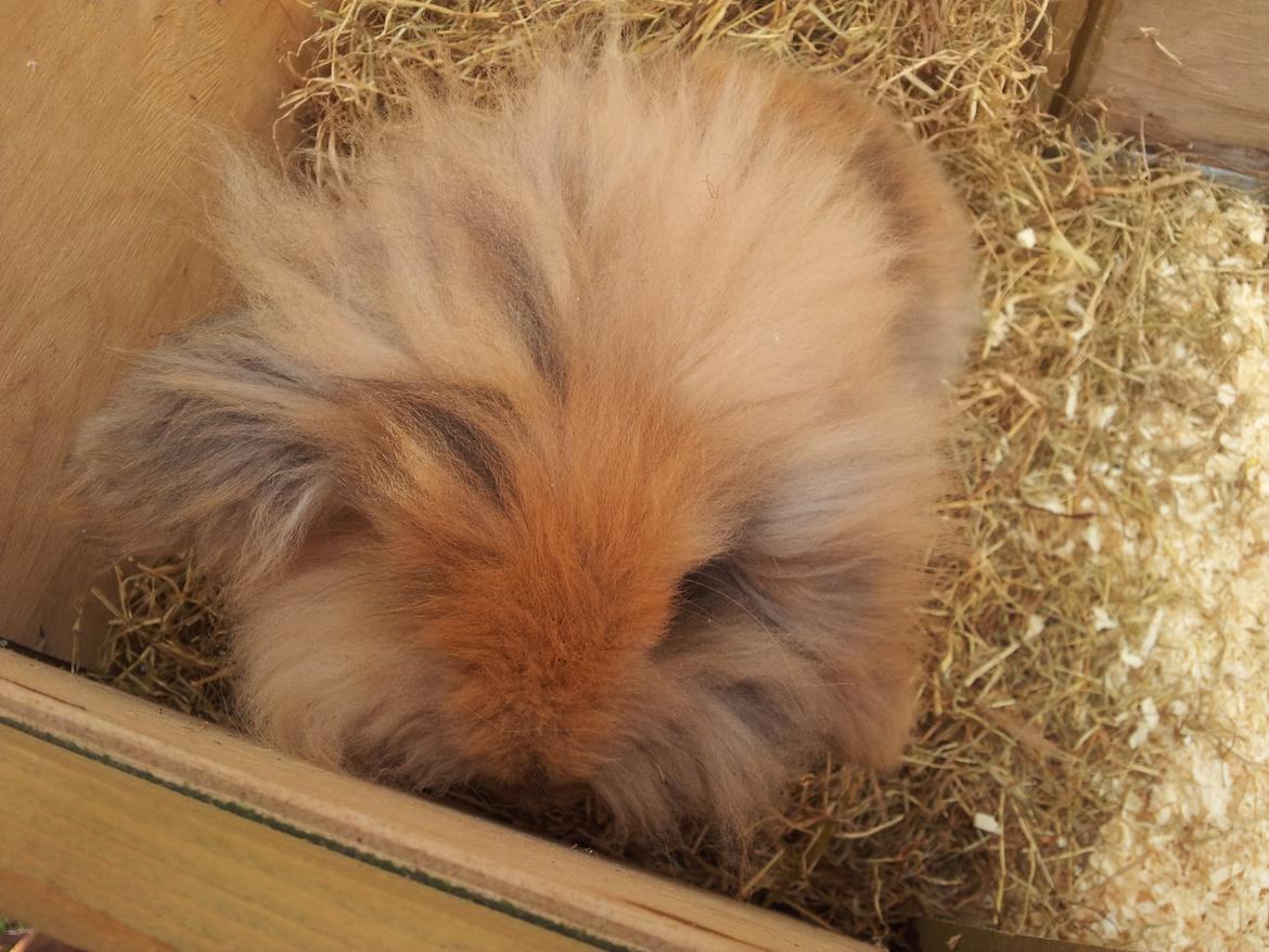 Kanin Idefix billede 3