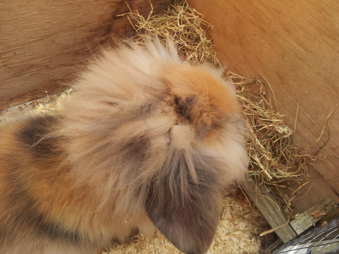 Kanin Idefix billede 4