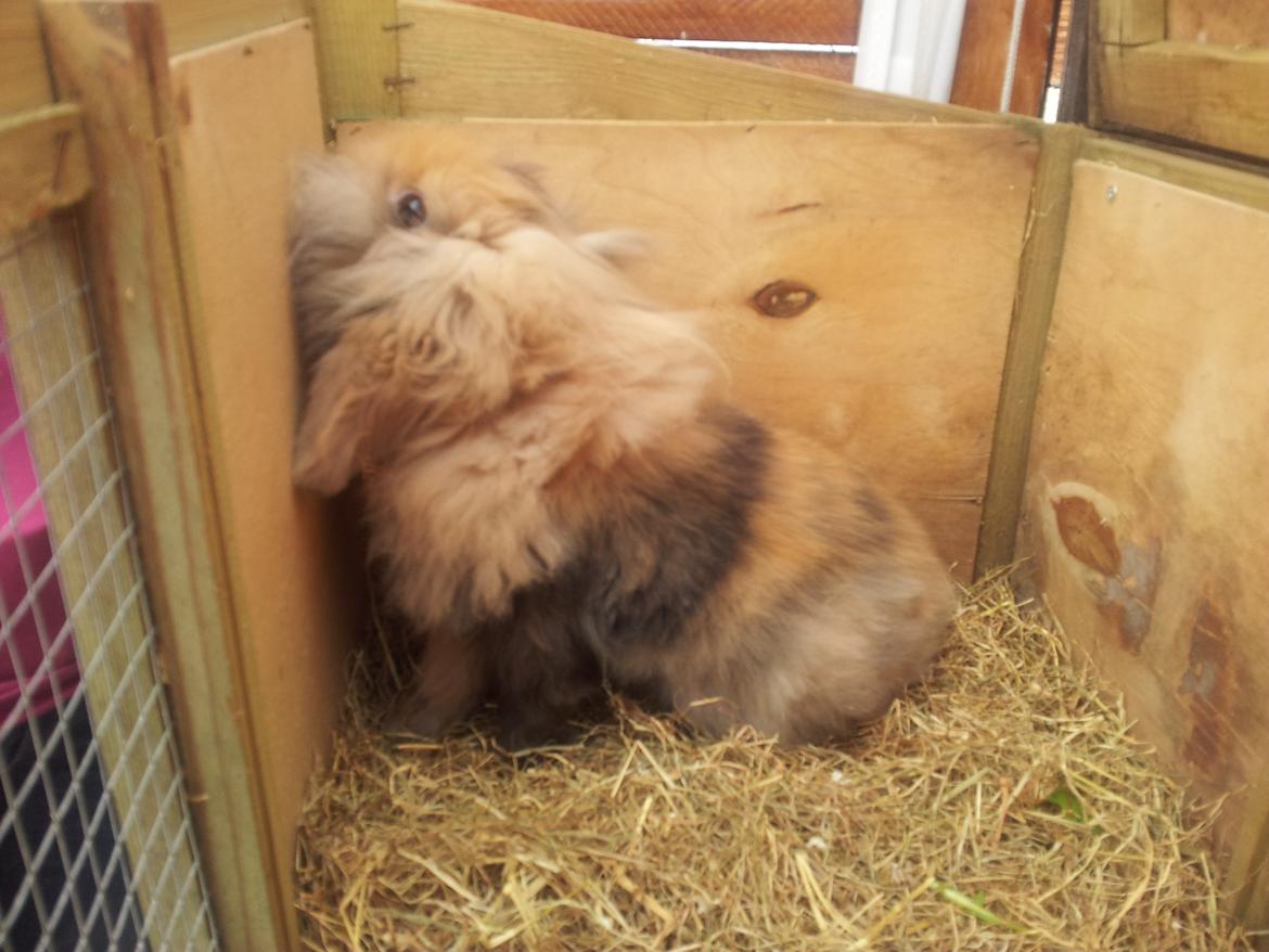 Kanin Idefix billede 6