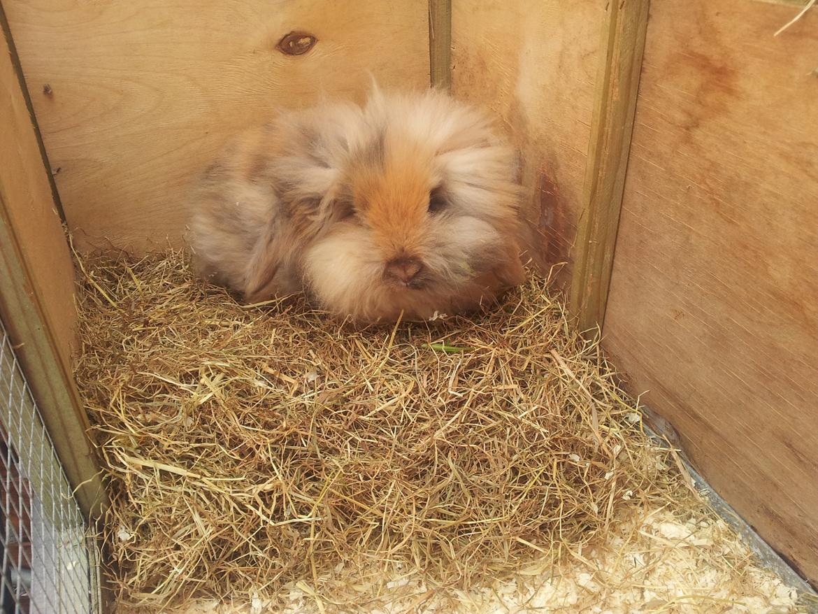 Kanin Idefix billede 9