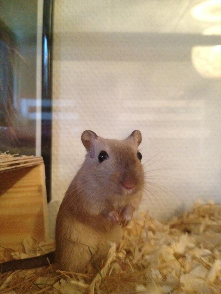 Ørkenrotte Cocio billede 1