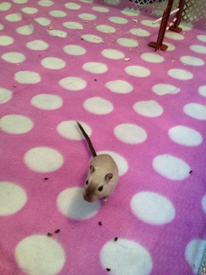 Ørkenrotte Cocio billede 2