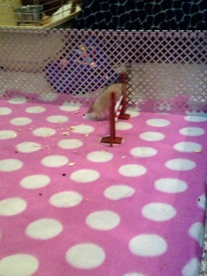 Ørkenrotte Cocio billede 3