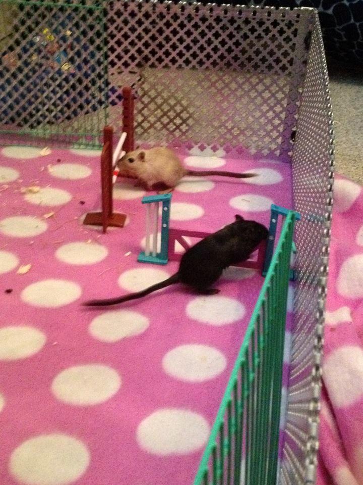 Ørkenrotte Cocio billede 4