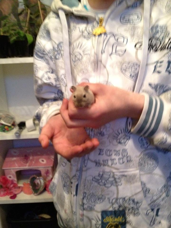 Ørkenrotte Cocio billede 6