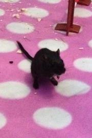 Ørkenrotte *Star* billede 1