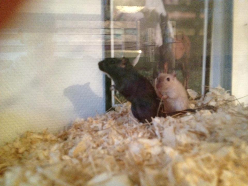 Ørkenrotte *Star* billede 2