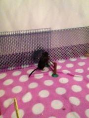 Ørkenrotte *Star* billede 4