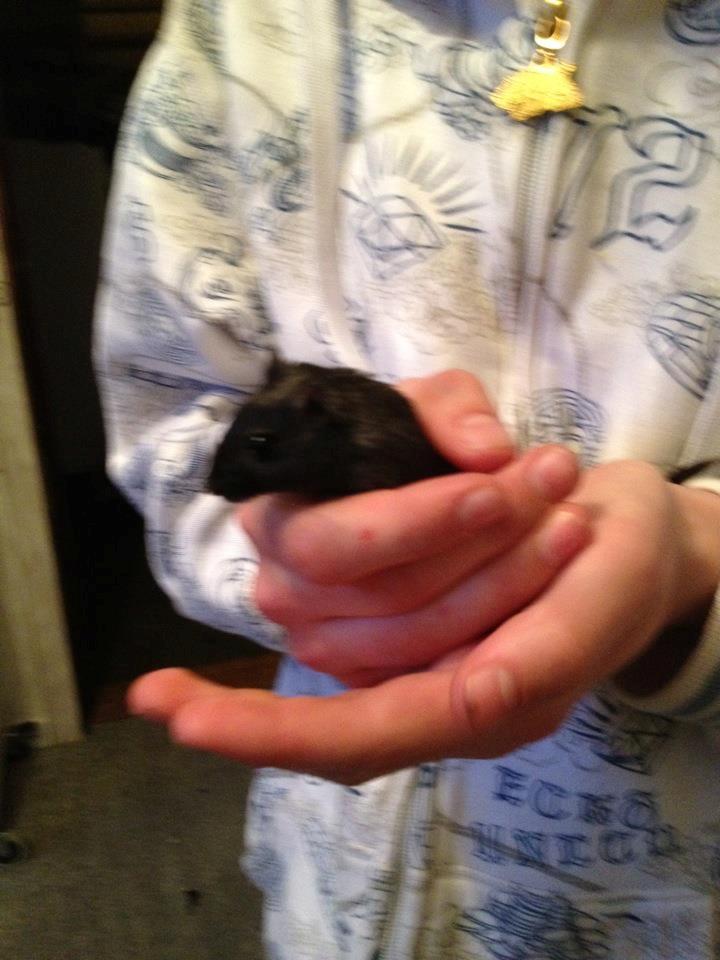 Ørkenrotte *Star* billede 5