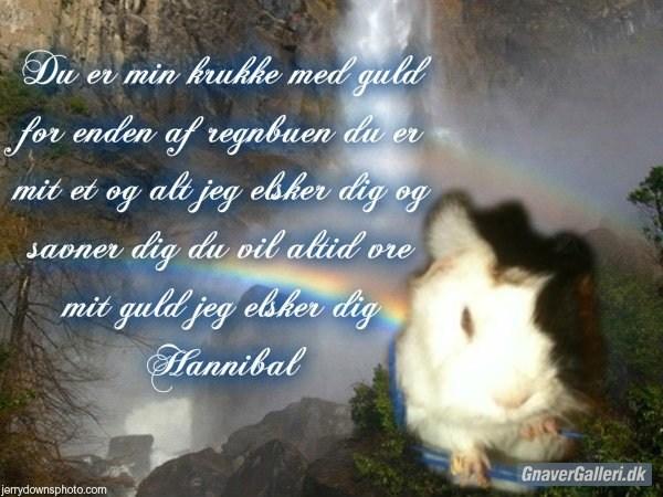 Marsvin hannibal-R.I.P:'((himmelgnaver d.10/2-12) - savner dig min dreng:(
redigering Ida Rosbæk:) tusind tak billede 11