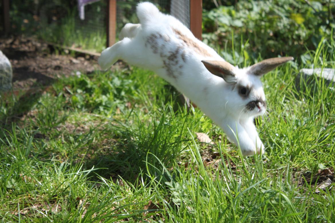 Kanin Winds Jar Jar Binks billede 7