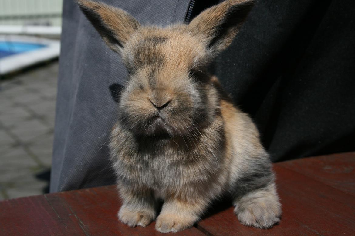 Kanin Dolls Zuera Liquria - Velkommen :) billede 5