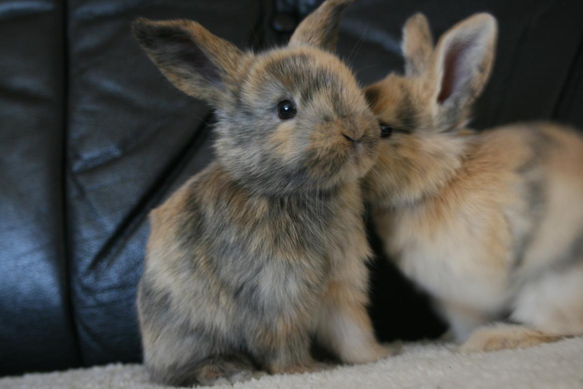 Kanin Dolls Zuera Liquria - Tak fordi i så med billede 19